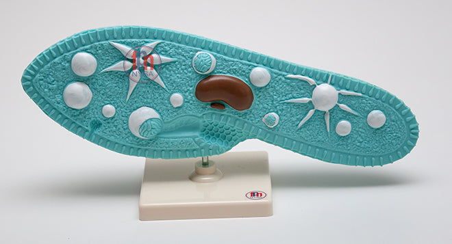 Parameciul model