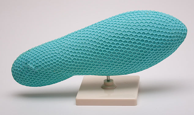 Parameciul model