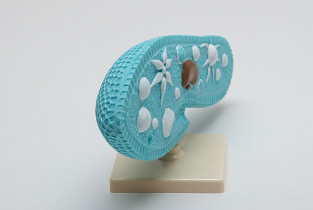 Parameciul model