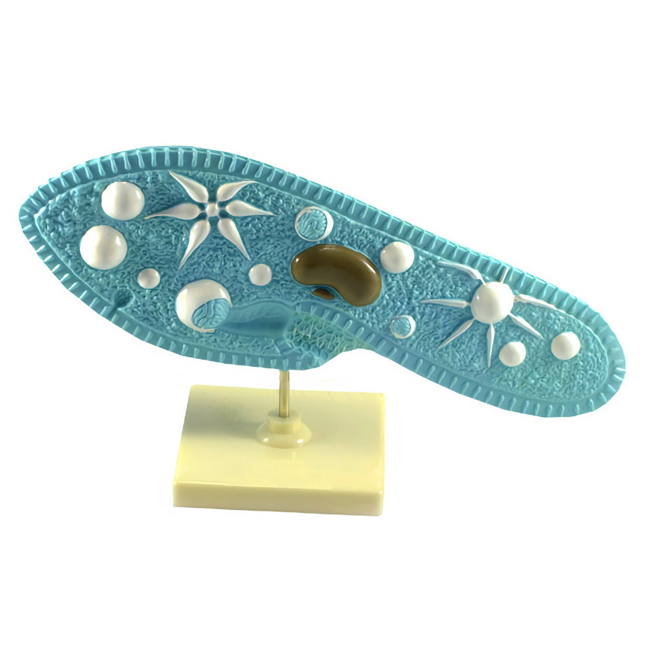 Parameciul model
