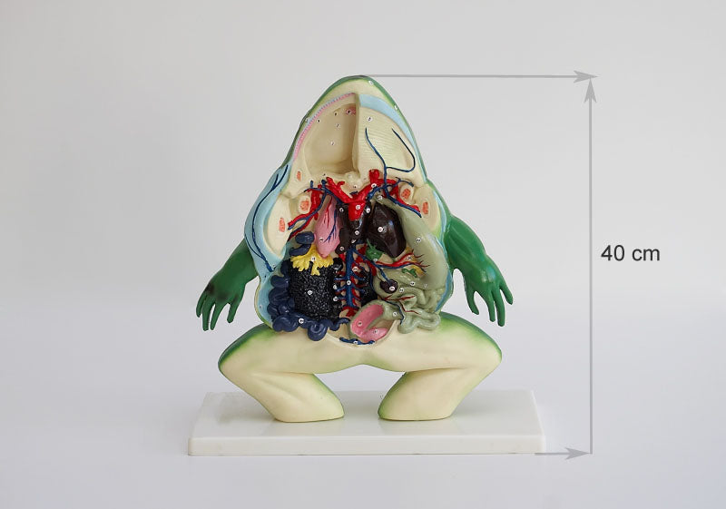 Broasca model anatomic sectiune