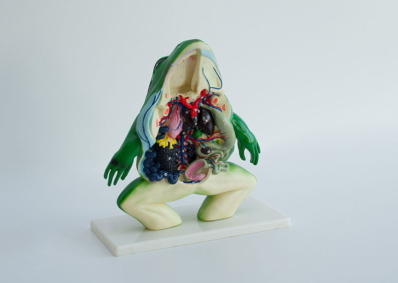 Broasca model anatomic sectiune