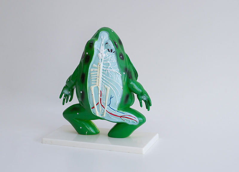 Broasca model anatomic sectiune