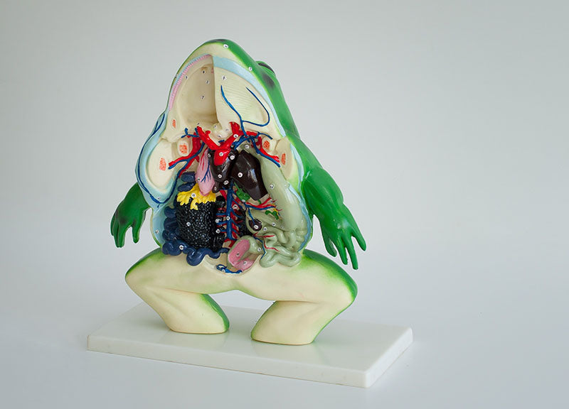 Broasca model anatomic sectiune