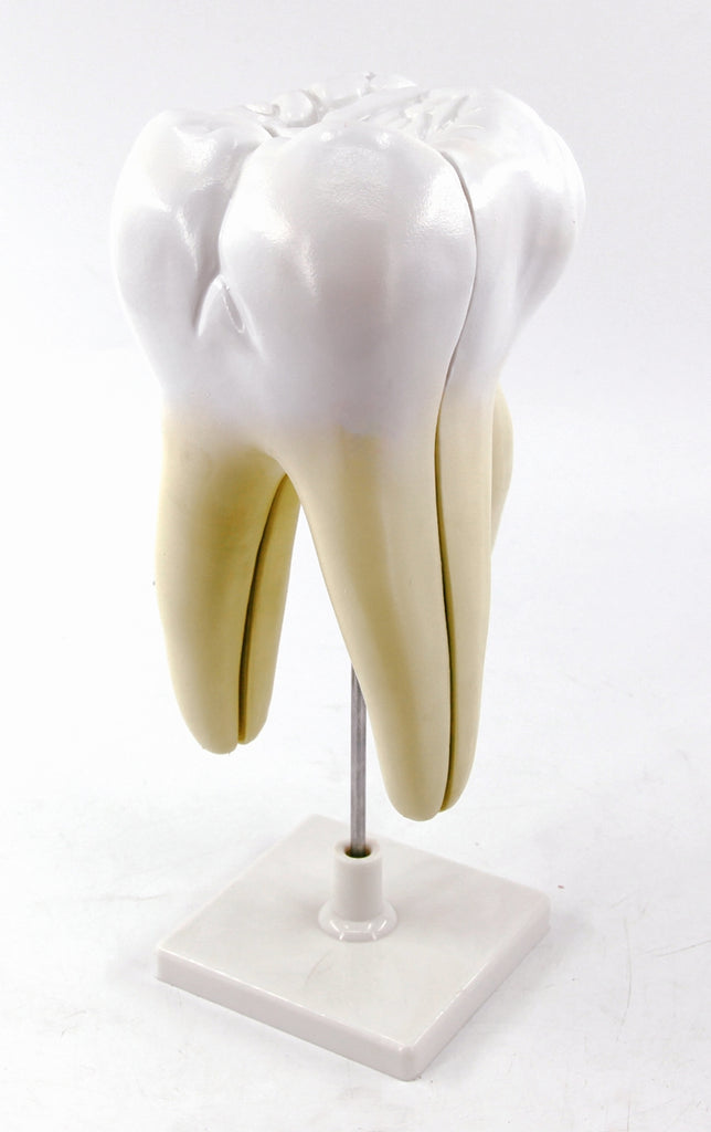 Model molar inferior cu radacina