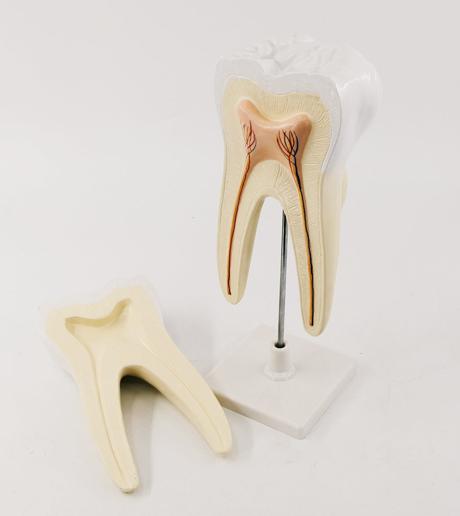 Model molar inferior cu radacina